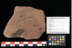 Foto (Objekt + Etikett) von Sphaeria mediterranea Ettingshausen (NHMW-GEO-2024-0188-0024)